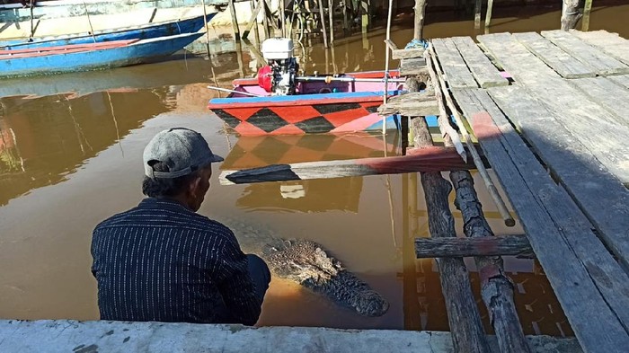 Ambo dengan buaya Riska yang viral.