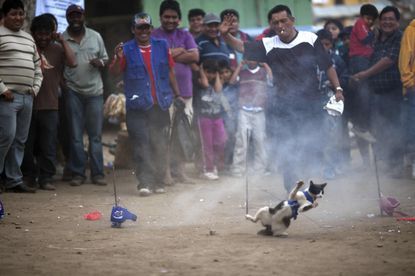 festival makanan aneh