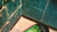 Buah alpukat yang harusnya dikeluarkan menggunakan sendok, malah digigit langsung seperti apel. Tentunya banyak yang bilang cara makan alpukat ini masuk ke dalam penistaan buah. Foto: BuzzFeed
