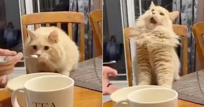 Kucing Cicip Es Krim Pertama Kali