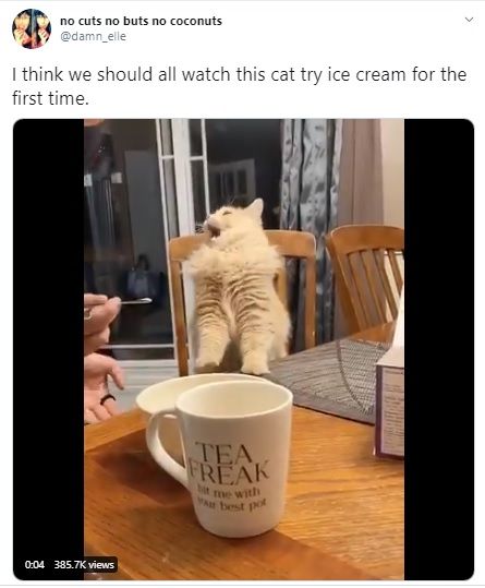 Kucing Cicip Es Krim Pertama Kali