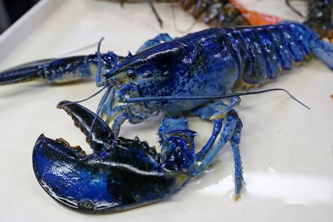 lobster langka