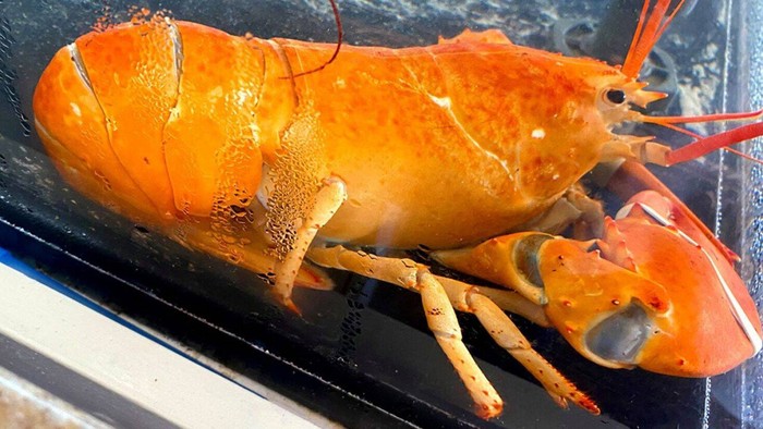 lobster langka lobster langka
