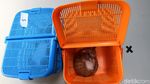 Pengobatan Kucing Gratis dan Kenduri Satwa di Solo