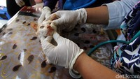 Dokter hewan memeriksa mulut kucing dalam pengobatan gratis di acara Kenduri Satwa.