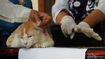 Pengobatan Kucing Gratis dan Kenduri Satwa di Solo