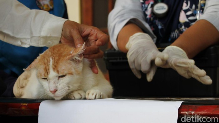 Pengobatan Kucing Gratis dan Kenduri Satwa Relawan pecinta satwa yang tergabung dalam Cat Lover Peduli COVID-19 mengikuti pengobatan gratis untuk kucing saat acara Kenduri Satwa di Galeri Joli Jolan Solo, Jawa Tengah, Sabtu (13/6).