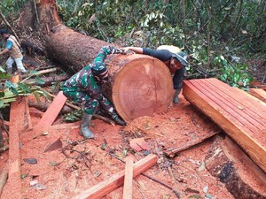 TNI dan Polhut Temukan Illegal Logging di Taman Nasional Tesso Nilo Riau