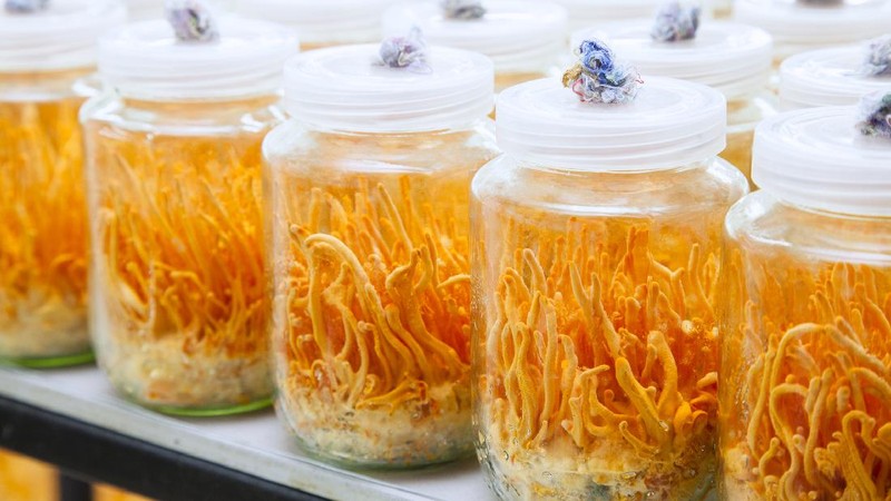 Jamur Cordyceps Militaris untuk Obat COVID-19 yang diteliti LIPI untuk obat COVID-19
