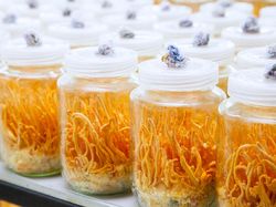 Potret Jamur Ajaib yang Dipakai LIPI Lawan COVID-19