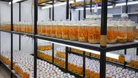 Jamur Cordyceps Militaris untuk Obat COVID-19 yang diteliti LIPI untuk obat COVID-19