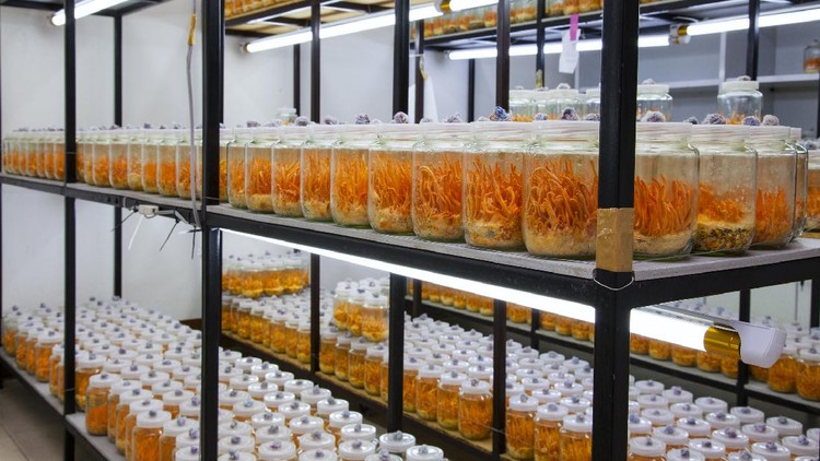 Jamur Cordyceps Militaris untuk Obat COVID-19 Jamur Cordyceps Militaris untuk Obat COVID-19 yang diteliti LIPI untuk obat COVID-19