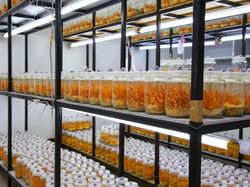 Potret Jamur Ajaib yang Dipakai LIPI Lawan COVID-19