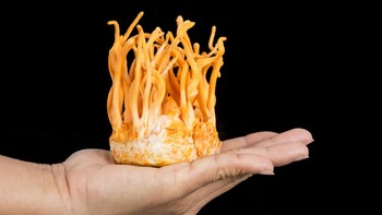 Inilah hasil panen Cordyceps militaris yang ditumbuhkan dalam gelas kaca. Ukurannya segenggaman tangan (Getty Images/iStockphoto)