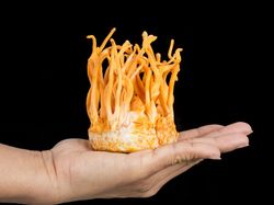 Potret Jamur Ajaib yang Dipakai LIPI Lawan COVID-19