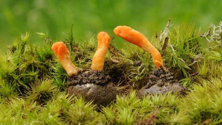 Jamur Cordyceps Militaris untuk Obat COVID-19 Jamur Cordyceps Militaris untuk Obat COVID-19 yang diteliti oleh LIPI