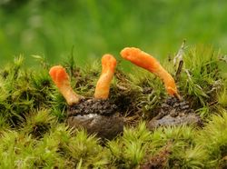 Potret Jamur Ajaib yang Dipakai LIPI Lawan COVID-19