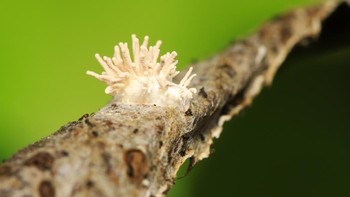 Jamur Cordyceps militaris tumbuh pada batang tanaman. Jamur Cordyceps disebut memiliki kekuatan untuk memperbaiki sejumlah masalah kesehatan (Getty Images/iStockphoto)