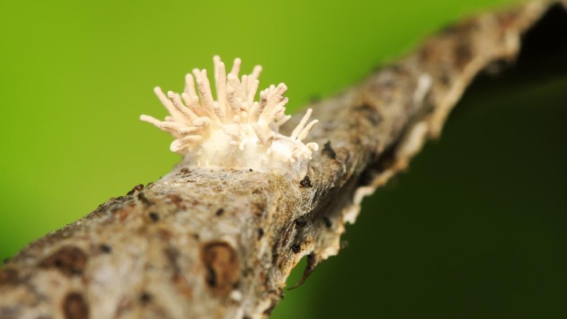 Jamur Cordyceps Militaris untuk Obat COVID-19 yang diteliti oleh LIPI