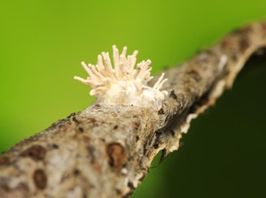 Pelajaran Penting dari Jamur Cordyceps di Film The Last of Us