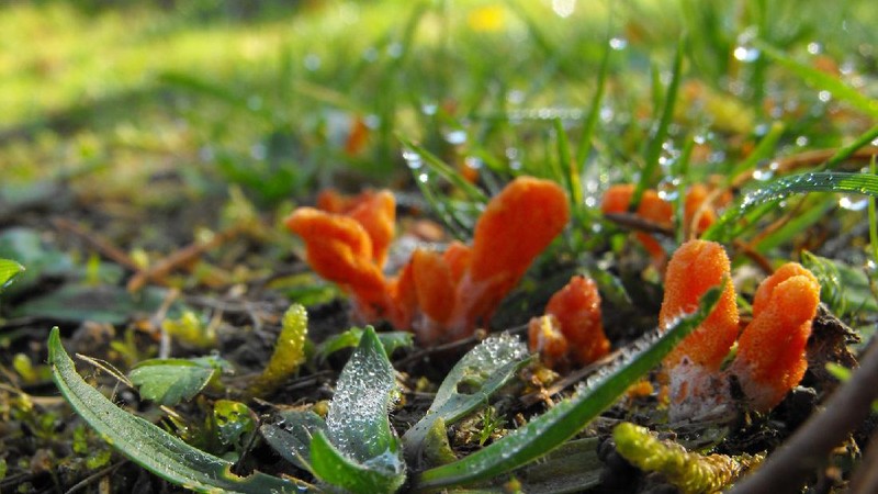 Jamur Cordyceps Militaris untuk Obat COVID-19 yang diteliti oleh LIPI