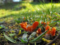 Potret Jamur Ajaib yang Dipakai LIPI Lawan COVID-19