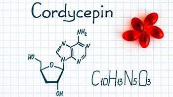 Cordyceps mengandung banyak nutrisi, seperti protein, asam amino esensial, peptida, vitamin (B1, B2, B12, E, K), asam lemak, dan mineral serta zat aktif cordycepin dan adenosine (Getty Images/iStockphoto)