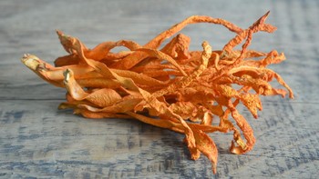 Cordyceps militaris telah terbukti memiliki beberapa jumlah senyawa bioaktif yang lebih tinggi daripada Cordyceps sinensis. (Getty Images/iStockphoto)