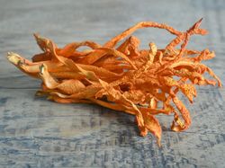 Potret Jamur Ajaib yang Dipakai LIPI Lawan COVID-19