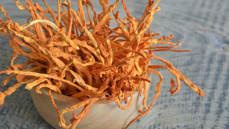 Jamur Cordyceps Militaris untuk Obat COVID-19 yang diteliti oleh LIPI
