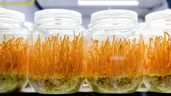 Habitatnya adalah di pegunungan bersuhu subtropis. Tapi dengan kemajuan teknologi, kini Cordyceps militaris sudah bisa dikembangbiakkan yaitu dengan metoda kultur jaringan. (Getty Images/iStockphoto)