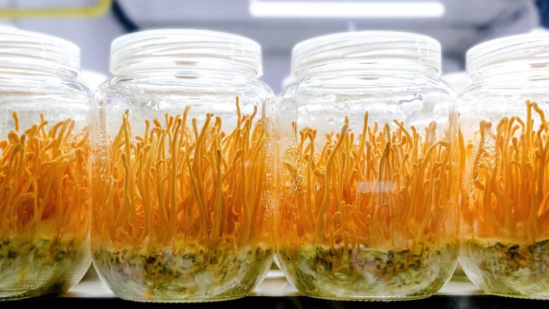 Jamur Cordyceps Militaris untuk Obat COVID-19 yang diteliti oleh LIPI