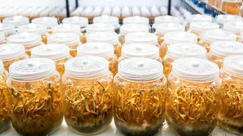 Riset LIPI terhadap Cordyceps militaris sudah dilakukan sejak Maret dengan melibatkan UGM dan PT Kalbe Farma. Prototipe dan datanya sudah ada serta memiliki izin edar BPOM. (Getty Images/iStockphoto)