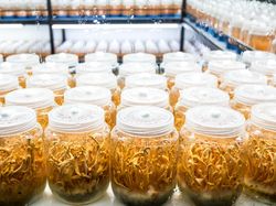 Potret Jamur Ajaib yang Dipakai LIPI Lawan COVID-19