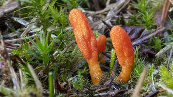 LIPI dalam 2 minggu ke depan sedang menguji herbal sebagai immunomodulator melawan virus Corona. Salah satunya adalah jamur Cordyceps militaris (Getty Images/iStockphoto)