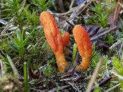 Potret Jamur Ajaib yang Dipakai LIPI Lawan COVID-19