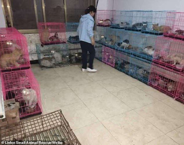 Kucing Curian di China