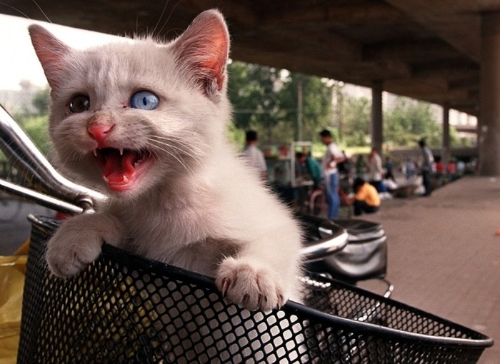 Kucing Curian di China
