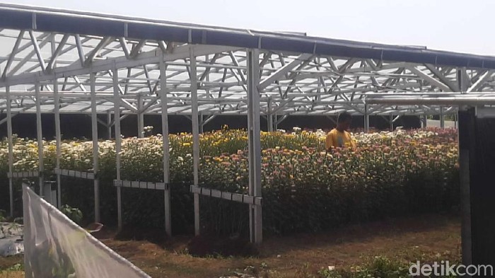 Lahan bunga krisan milik Pramono Edhie yang siap dipanen dalam beberapa hari ke depan