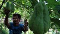 Di lahan seluas 6 ribu meter petani, petani labu siam ini bisa memanen 1 kuintal setiap harinya atau sekitar 3 ton setiap bulannya.