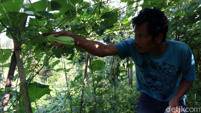 Permintaan Tinggi, Petani Labu Siam Sukabumi Meraup Untung Para petani memanen labu siam di kawasan perkebunan Gunung Wayang, Sukabumi. Menurut petani permintaan akan labi siam cukup tinggi.