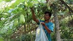 Permintaan Tinggi, Petani Labu Siam Sukabumi Meraup Untung