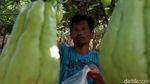 Permintaan Tinggi, Petani Labu Siam Sukabumi Meraup Untung