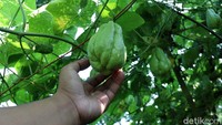 Warga Desa Gunung Enut, Kecamatan Kalapa Nunggal, Kabupaten Sukabumi, Jawa Barat memanen labu siam di kawasan perkebunan Gunung Wayang.