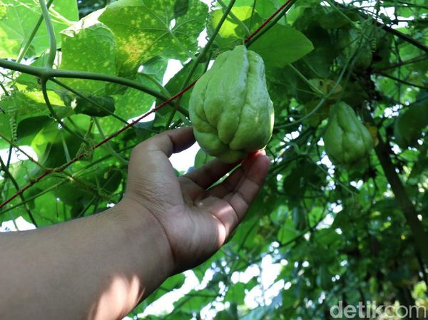 Permintaan Tinggi, Petani Labu Siam Sukabumi Meraup Untung