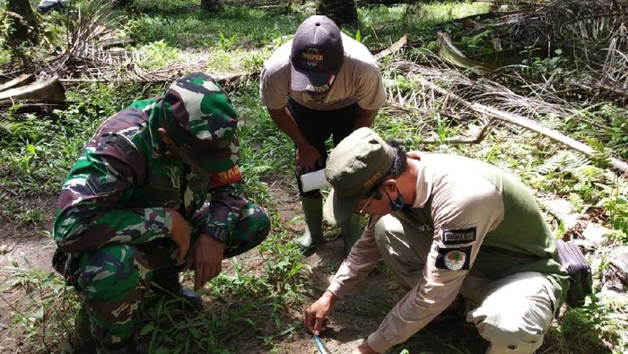 Petugas melihat tanda jejak harimau di Kampar, Riau (Dok. Istimewa)