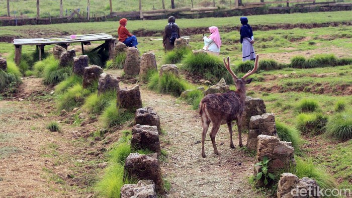 Potret Ranca Upas yang Mulai Bergeliat Sejumlah objek wisata di Kabupaten Bandung mulai dibuka, salah satunya adalah Ranca Upas. Ranca Upas menerapkan protokol kesehatan pada para pengunjungnya.