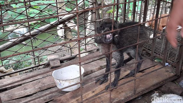 Babi hutan aneh peliharaan warga Banyumas yang viral
