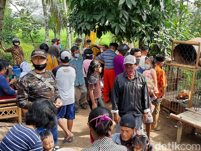 Babi hutan aneh peliharaan warga Banyumas yang viral jadi tontonan warga