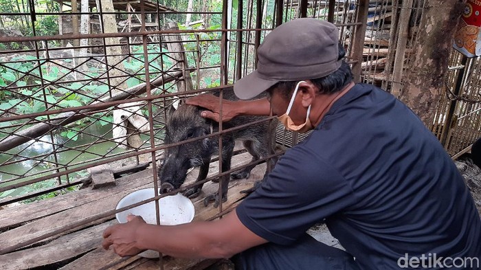 Babi hutan aneh peliharaan warga Banyumas yang viral